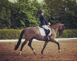 dressage horse Darubi's Mr. Grey (German Riding Pony, 2015, from Darubi Gold)