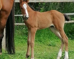 horse McCools Fortune Cookie (Deutsches Sportpferd, 2021, from For Planet)