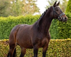 dressage horse Ianca (Swedish Warmblood, 2013, from Apache)