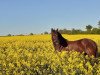 Springpferd Starpower Brita (Welsh Pony (Sek.B), 2014, von Carnuet)