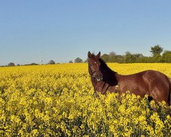 jumper Starpower Brita (Welsh-Pony (Section B), 2014, from Carnuet)