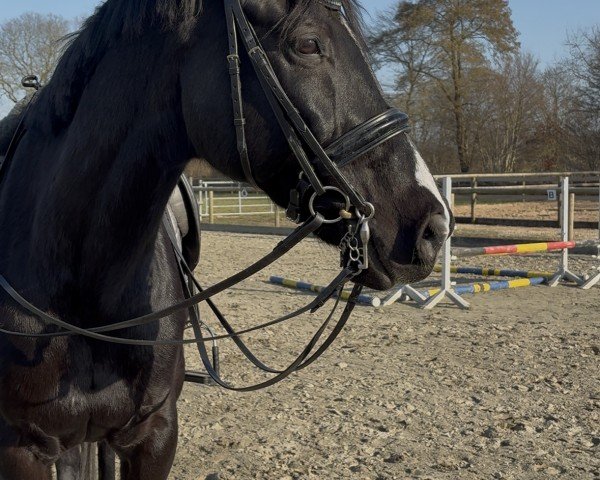 dressage horse Let's Fly 15 (German Sport Horse, 2011, from L'Ami)