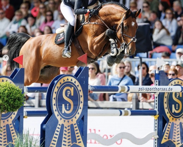 stallion Charino PS (Oldenburg show jumper, 2015, from Chacco-Blue)