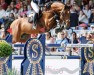 stallion Charino PS (Oldenburg show jumper, 2015, from Chacco-Blue)