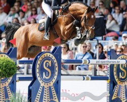 Deckhengst Charino PS (Oldenburger Springpferd, 2015, von Chacco-Blue)