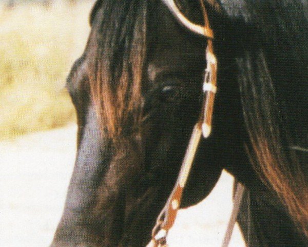 horse Swappin Ends Doc (Quarter Horse, 1994, from Smart Little Lena)