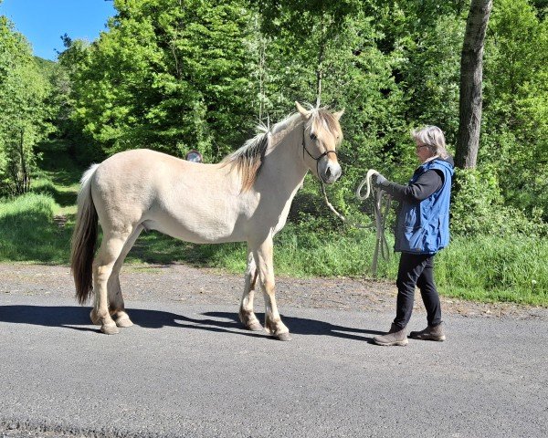 Pferd Dobby HW (Fjordpferd, 2023, von Da Vinci)