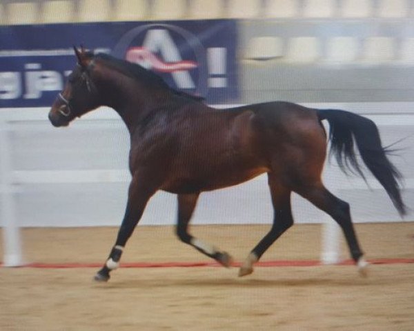 stallion Przedswit Amarena (Austrian Warmblood, 2014, from 271 Przedswit svrženský-2)