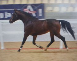 stallion Przedswit Amarena (Austrian Warmblood, 2014, from 271 Przedswit svrženský-2)