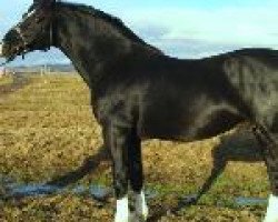 stallion Evento (Oldenburg, 1995, from Erbe Mo 1456)