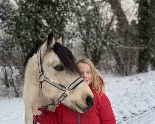 dressage horse Ilse 28 (Nederlands Welsh Ridepony, 2014, from Unbekannt PONY)
