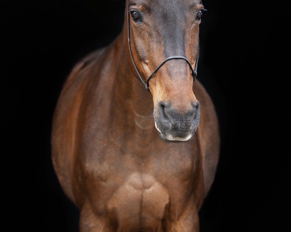 broodmare Romantika (Brandenburg, 1991, from Ramalgo Z)