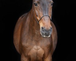 broodmare Romantika (Brandenburg, 1991, from Ramalgo Z)