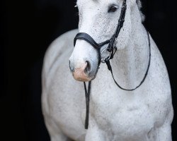 broodmare Laconia S (Oldenburg, 2009, from Lake Tahoe)