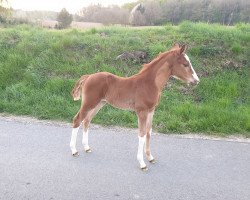 Springpferd Chad Mac Fly (Westfale, 2019, von Chacfly PS)