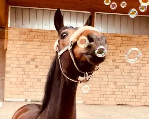 dressage horse Friend Forever (Oldenburg, 2017, from Foundation 2)