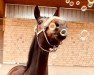 Dressurpferd Friend Forever (Oldenburger, 2017, von Foundation 2)