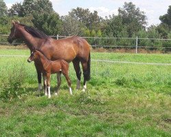 Springpferd Catan SR (Westfale, 2016, von Cornet Obolensky)