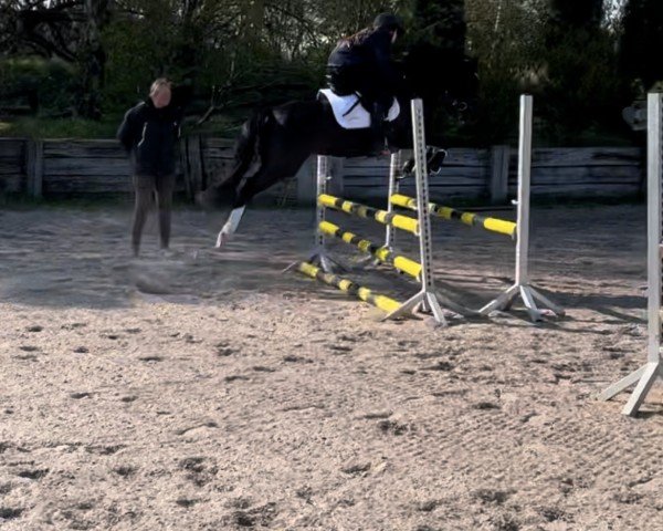 Zuchtstute Najah (Deutsches Reitpony, 2019, von Nancho's Golden Star)