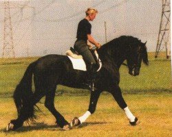 Pferd Merlin 343 (Friese, 1996, von Jillis 301)