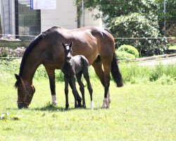 broodmare Cadira (Holsteiner, 2020, from Central Park 6)