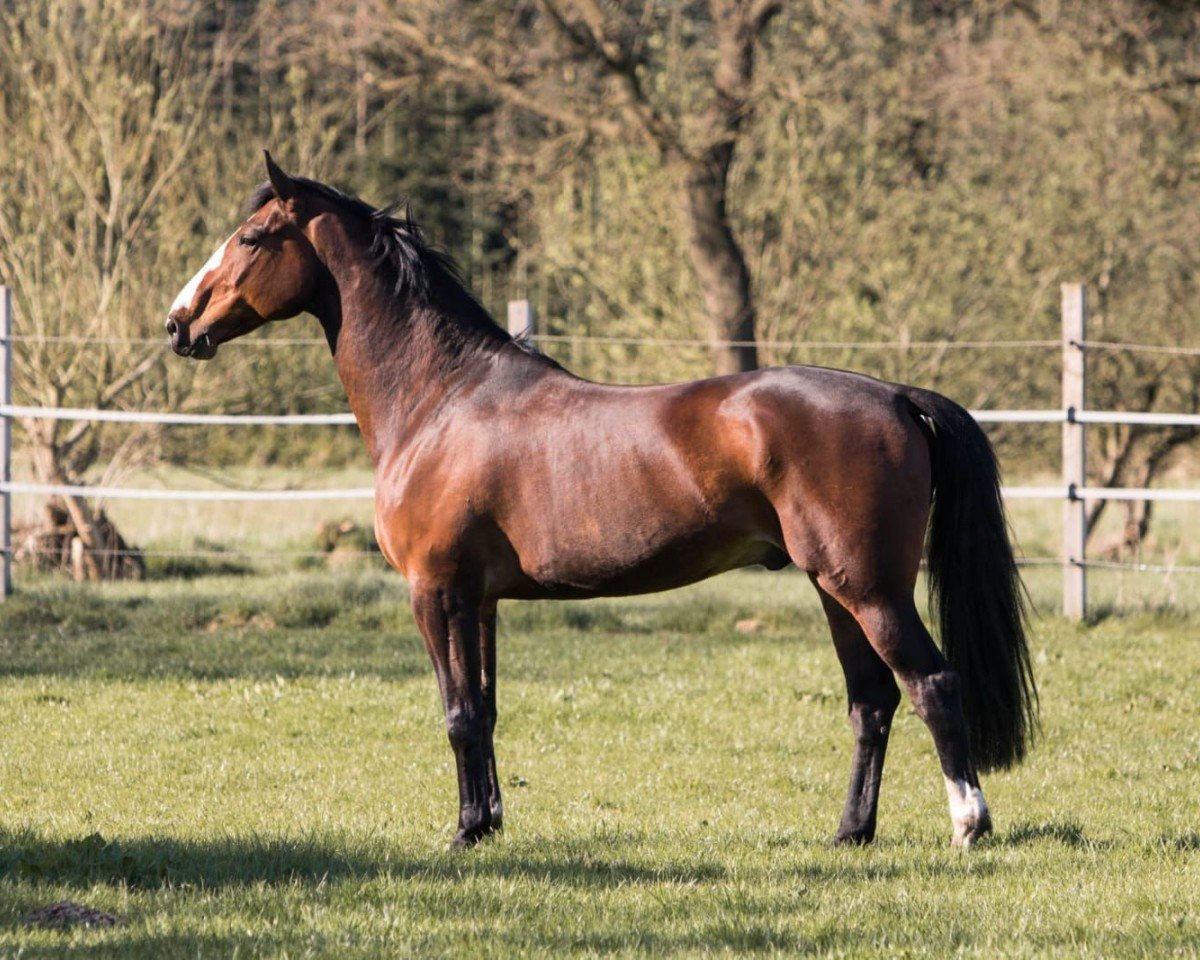 Springpferd Sugar´s Sikando (Holsteiner, 2014, von Stanfour 4)