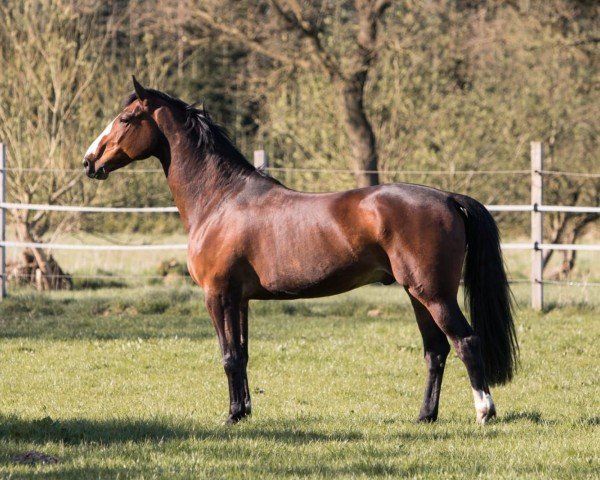 Springpferd Sugar´s Sikando (Holsteiner, 2014, von Stanfour 4)