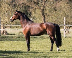 Springpferd Sugar´s Sikando (Holsteiner, 2014, von Stanfour 4)