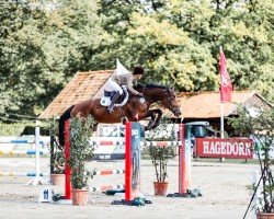 jumper June Carter (KWPN (Royal Dutch Sporthorse), 2014, from Durango VDL)