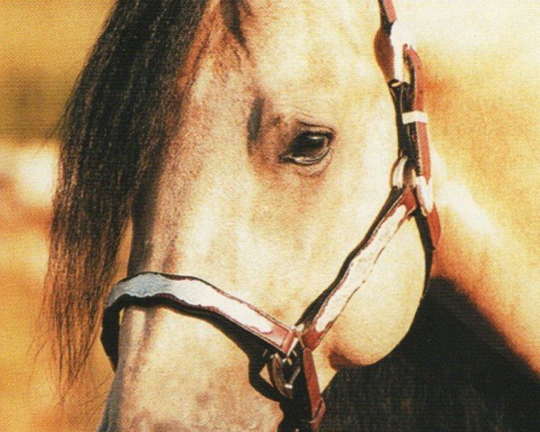 horse Vivs Dun It (Quarter Horse, 1992, from Hollywood Dun It)