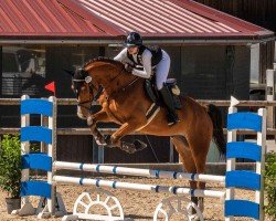 Springpferd Billy Balou 5 (Deutsches Sportpferd, 2019, von Balou du Rouet)