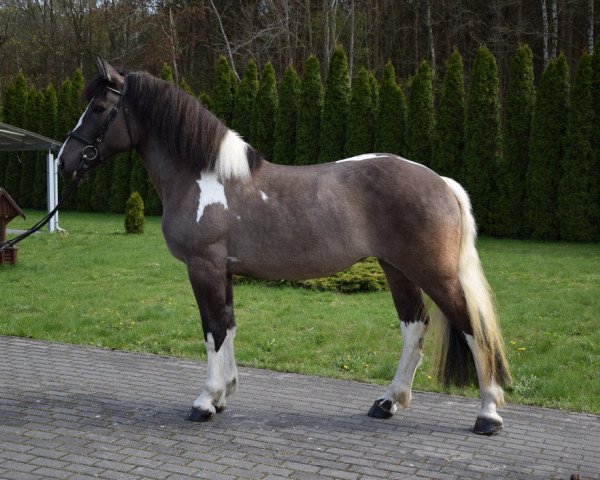 Pferd Malaga (Polnisches Warmblut, 2019)