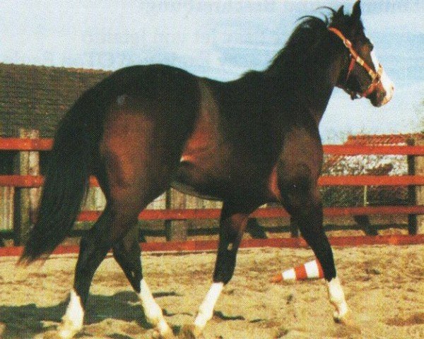 Pferd Whata Hot Tari (Paint Horse, 1993, von Taris Catalyst)