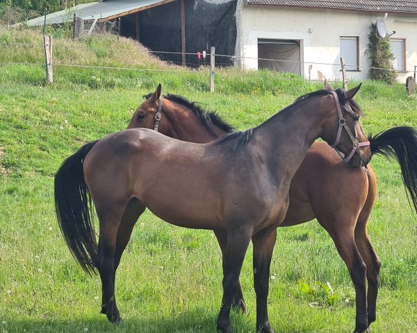 broodmare Akina (Holsteiner, 2017, from Adagio de Talma)