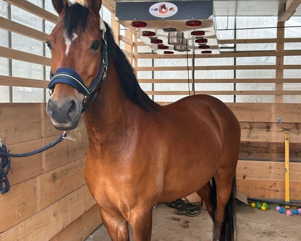 Dressurpferd FS Dreamer (Deutsches Reitpony, 2020, von FS Don Juan de Luxe)