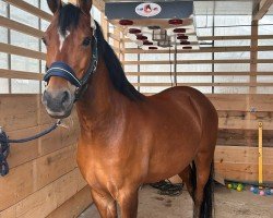 dressage horse FS Dreamer (German Riding Pony, 2020, from FS Don Juan de Luxe)