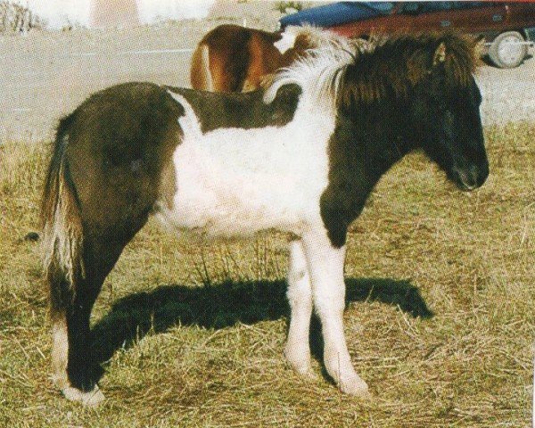 Pferd Villingur (Islandpferd, 2001, von Pipar von Roetgen)