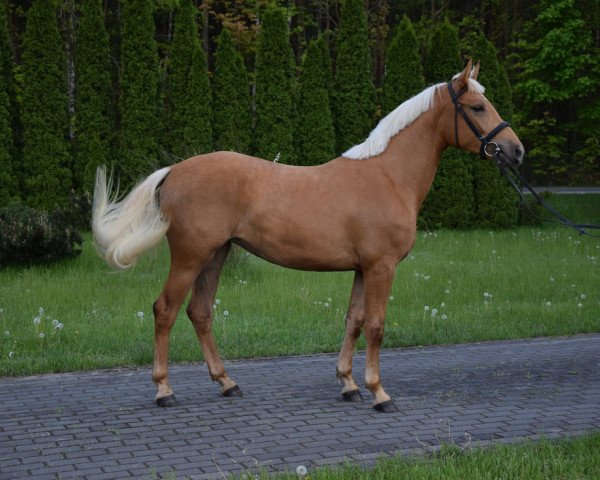 Pferd Sapra (Polnisches Pony, 2018)