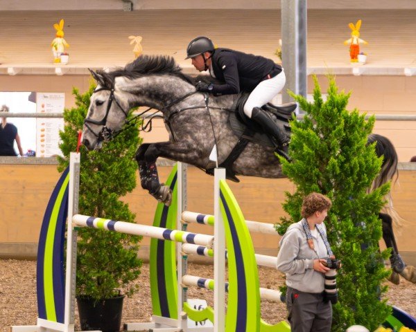 jumper Chucalou G (German Sport Horse, 2017, from Chucas)