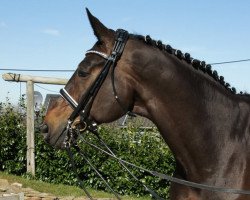 dressage horse Dai Jin 2 (Hanoverian, 2005, from Don Frederico)