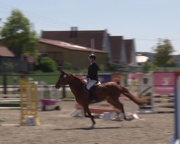 Reitturnier Poxdorf/Ofr 2025
