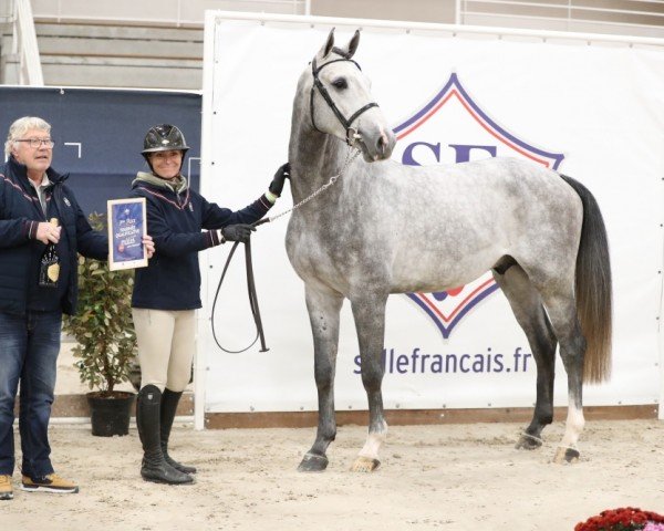 jumper Kosovo de Hus (Selle Français, 2020, from Scuderia 1918 Casago)