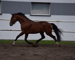 horse Bazi (Polish Warmblood, 2017)