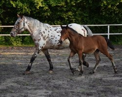 horse Ladybug (Polish Warmblood, 2016)