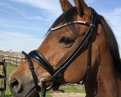 dressage horse Gipsy Laidi (German Riding Pony, 2008, from Three-Stars Dumbledore)