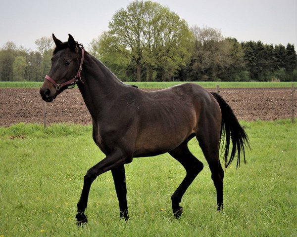 jumper Smilla (Hanoverian, 2019, from Stolzenberg)