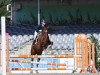 jumper Diabolo B 2 (German Riding Pony, 2004, from Dino B)