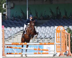 Springpferd Diabolo B 2 (Deutsches Reitpony, 2004, von Dino B)