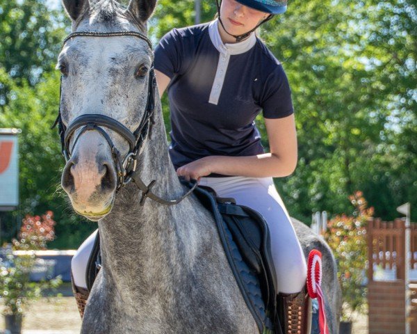 Springpferd Cornets Charming Boy (Hannoveraner, 2020, von Cornet's Edition)