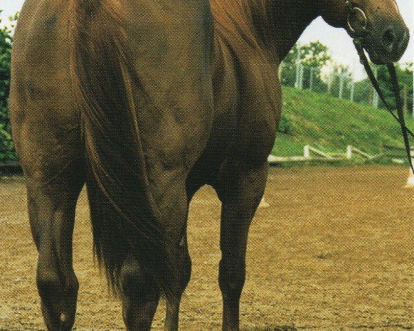 horse Show Docs Freckle (Quarter Horse, 1998, from Show Time Freckles)